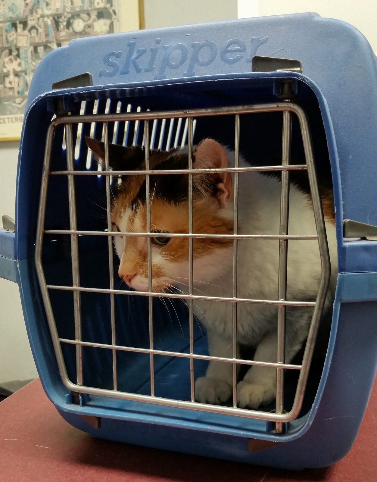 hoe krijg ik kat in reismand Archieven - Kattengedrag| De gelukkige