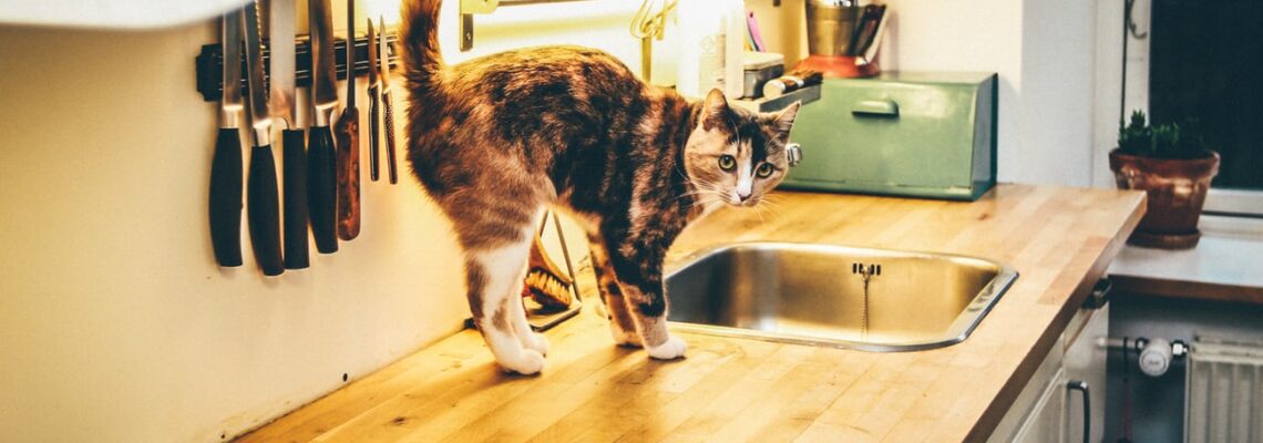 dealer Zaklampen Toestand Waarom sproeit een kat in huis?
