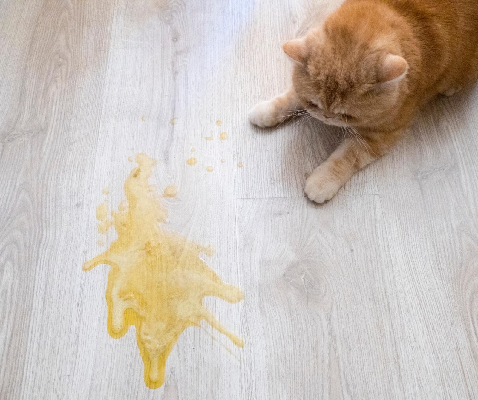betreuren Enzovoorts hulp in de huishouding Mijn kat plast in huis, wat kan ik doen? - Kattengedrag| De gelukkige  huiskat