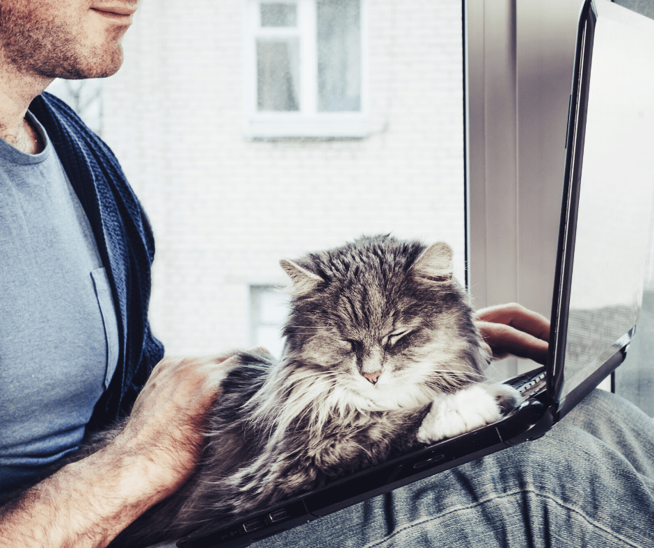 Waarom zit je kat voor de TV of beeldscherm?