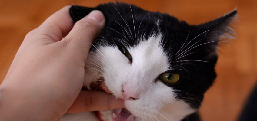 Waarom Bijt Mijn Kat Me Als Ik Hem Aai Kattengedrag De Gelukkige Huiskat