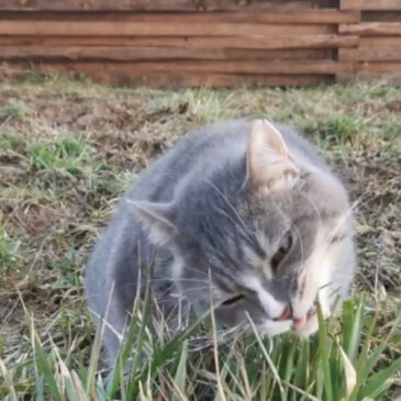 Waarom eet een kat gras?