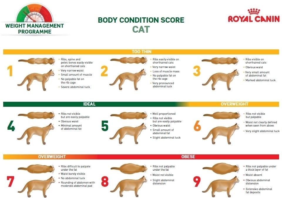 Verdienen Paradox gekruld Je kat laten afvallen in 7 stappen! - Kattengedrag| De gelukkige huiskat