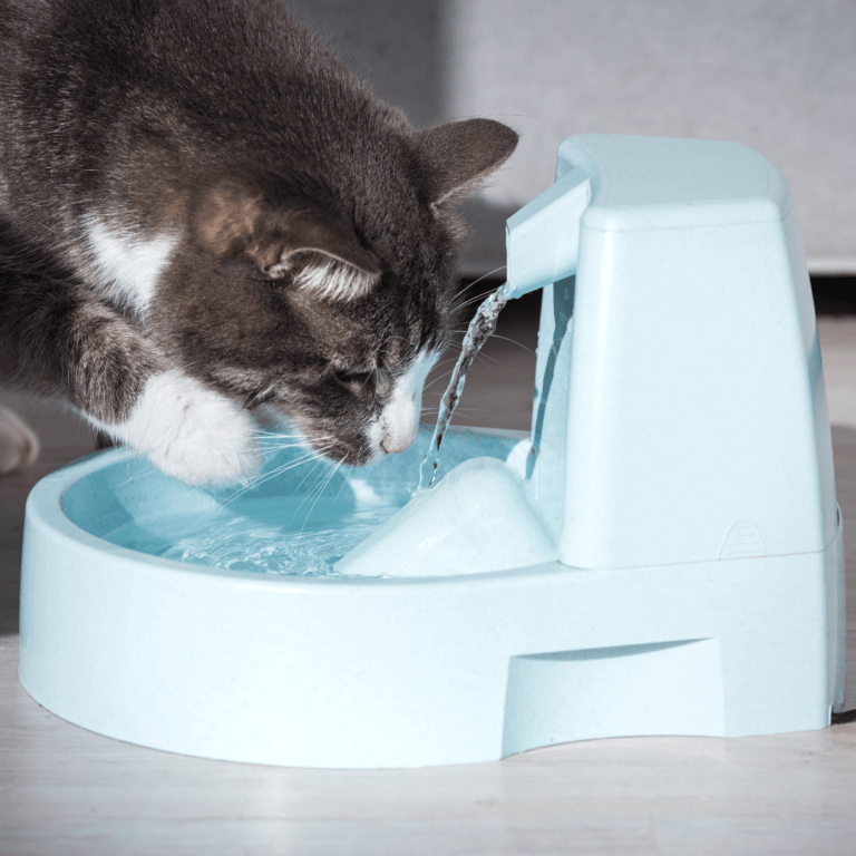 Water fontein kat