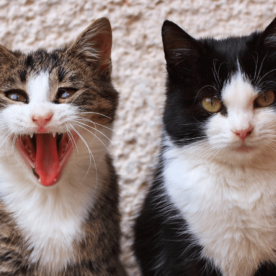 Waarom Bijt Mijn Kat Me, Als Ik Hem Aai? | De Gelukkige Huiskat