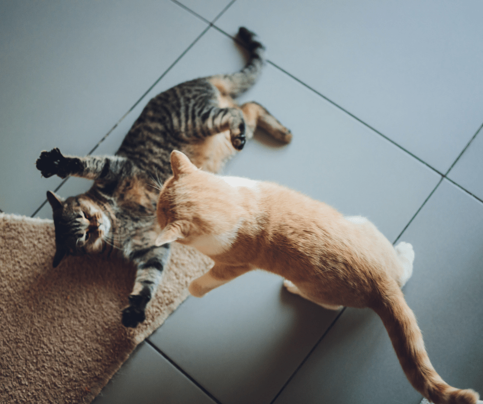 Stress veroorzaak blaasontsteking bij katten
