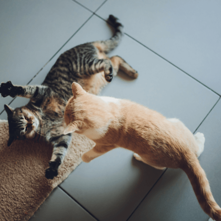 Agressie bij katten