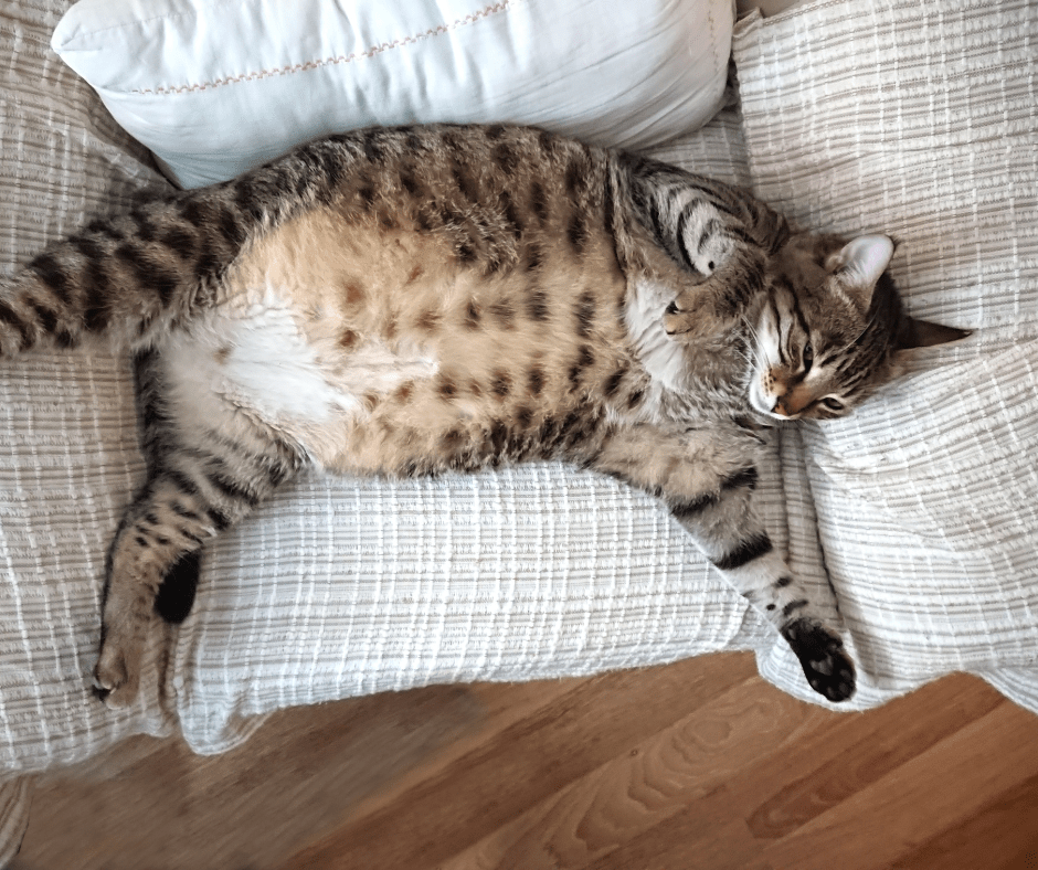 Kat met overgewicht