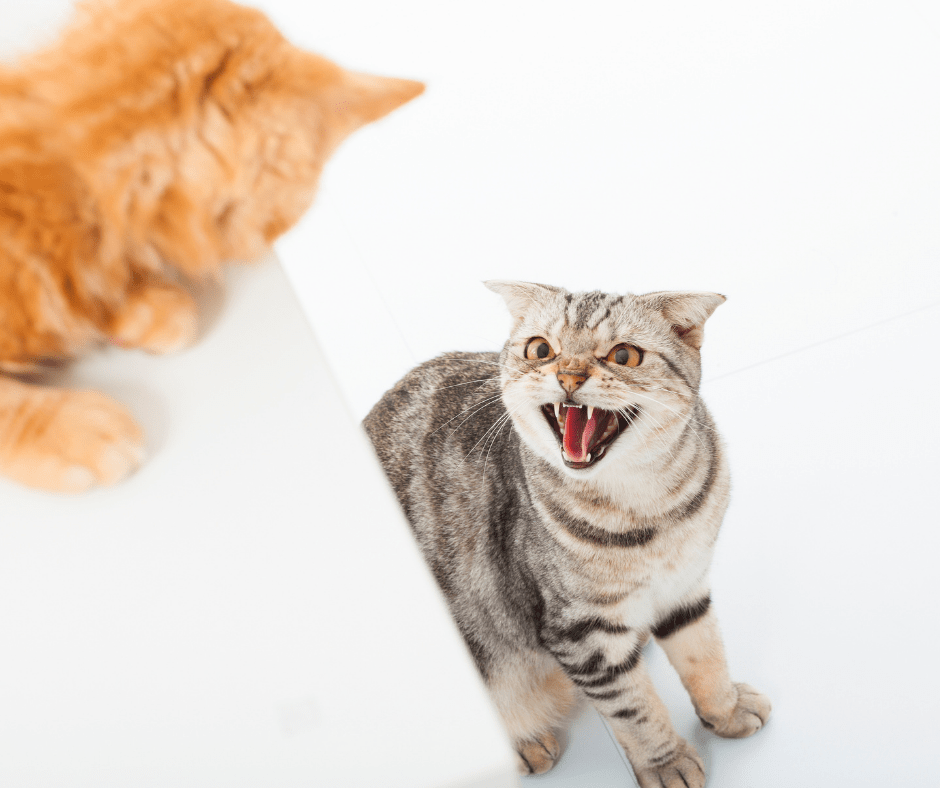 Zijn Je Katten Vriend Of Vijand? | De Gelukkige Huiskat