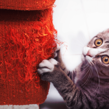 5 Redenen waarom gedragsproblemen bij de kat ontstaan.